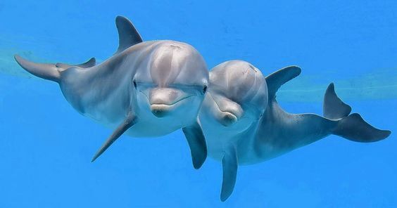 Dolphin Trip - Dolphin Reef