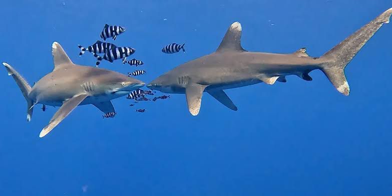 Abu Dabab Marsa Alam VIP Dive